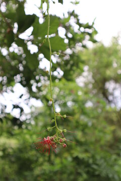 Common Putat Flower In Singapore Tampines Forest Nature