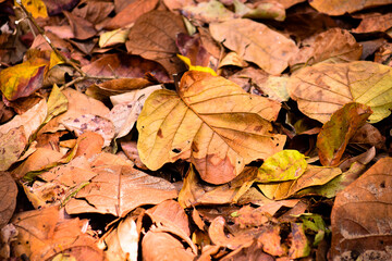 autumn leaves background