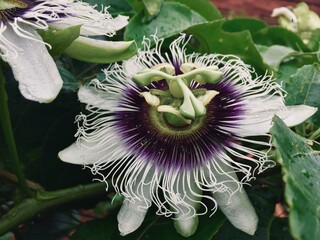 passion flower