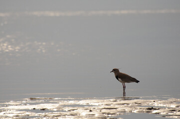 A lonely teros (anellus chilensis) standing near the water on the beach in Maldonado, Uruguay