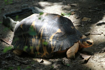 Obraz premium turtle on the ground