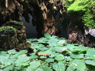 Aquarium Water Nature Photo With Plant And Rock