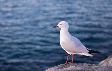 seagull perches on a rock