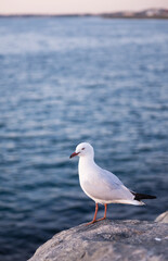 seagull perches on a rock