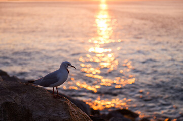Seagull at coast