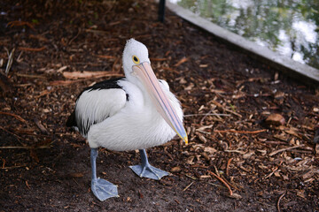 Australian pelican