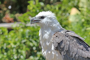 portrait of an eagle
