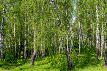 Obraz premium Picturesque birch grove on a bright summer day, trees on a green slope
