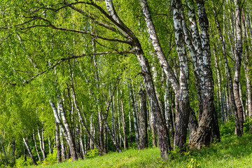 Picturesque birch grove on a bright summer day, trees on a green slope