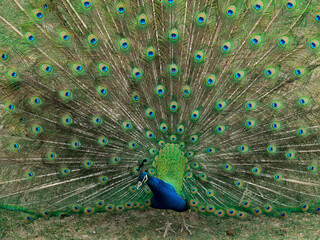 Obraz premium Nature and life