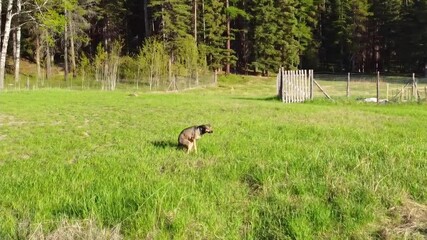 Cinematic drone footage of a dog pooping in a meadow