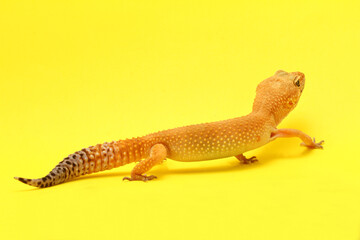 Leopard Gecko on yellow background.Leopard gecko lizard, close up macro