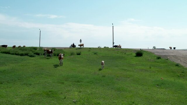 rural landscape. Cows graze in a meadow, and a motorcycle with a sidecar passes in the background