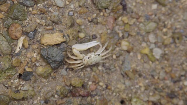 A white fiddler crab walking around rocky ground