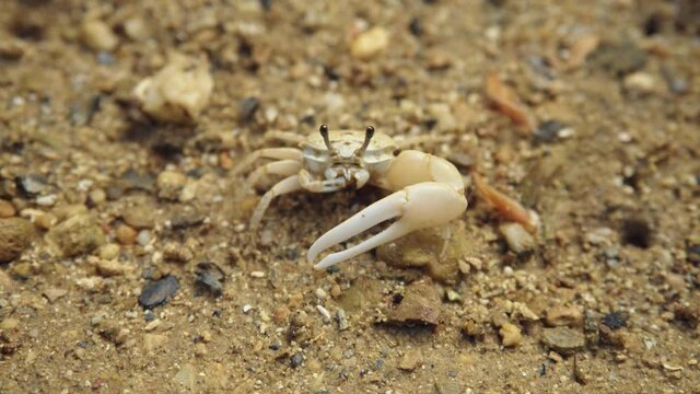 シオマネキが食べている映像