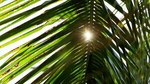 Close-Up Slow Motion Shot Of Sunlight Falling On Palm Leaves On Tree - Kauai, Hawaii