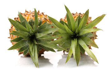 Pineapple on white background