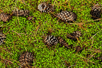 pine cones on the grass