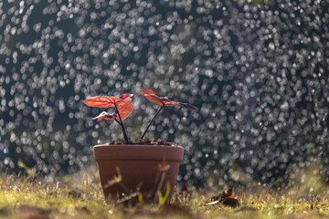 A caladium tree with red leaves in a terracotta pot sits in the middle of the lawn on a rainy summer morning.
