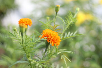 flowers of carnation found in the garden