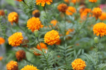 flowers of carnation found in the garden