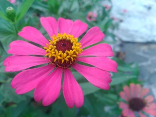 pink flower in the garden