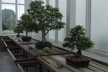 small tree on display table