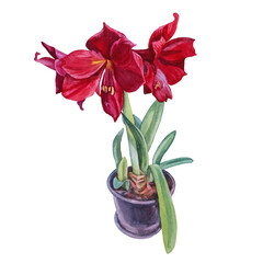 Watercolor bouquet plant red lily with green leaves in pot isolated on white background. Hand-drawn botanical illustration for card, celebration, wedding, birthday, wallpaper, wrapping, textile, gift