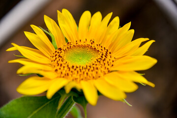 sunflower close up