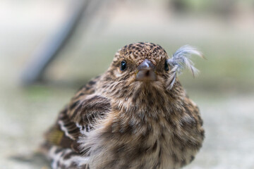 Curious Pine Siskin Takes a Break