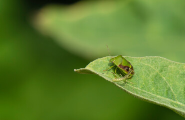 Close up insect on leaf  