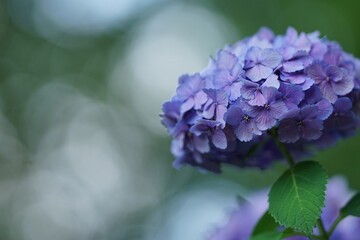 紫色の紫陽花アップ1