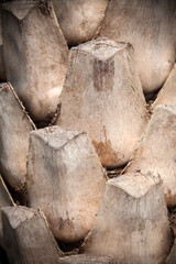 Close up texture of a palm tree.