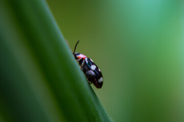 Mariquita en hoja de plátano