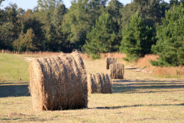 Hay in the Field