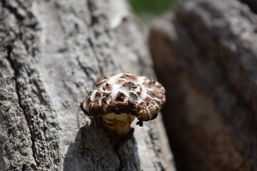 キノコの原木栽培