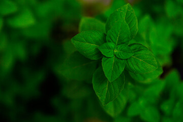 basil, sweet basil, aromatic herb belonging to the mint family, Lamiaceae,  Ocimum basilicum, top view, fine art, wallpaper, panel, botany, vegetable garden, native of india, background, fresh basil