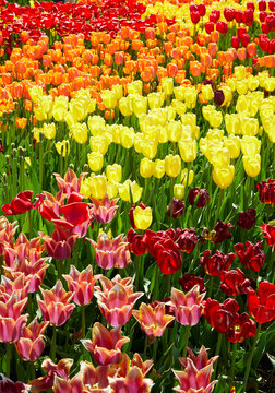 Tulips in many colors in full bloom during tulip season in spring