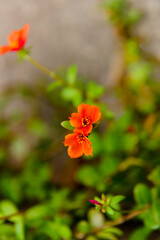 Obraz na płótnie Canvas orange flower in the garden, ornamental flowers