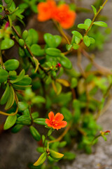 orange flower in the garden, natural flowers