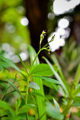 small pink flower in the garden

