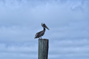 Pelican perched on wood piling