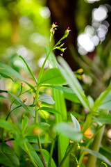  flower in the garden
