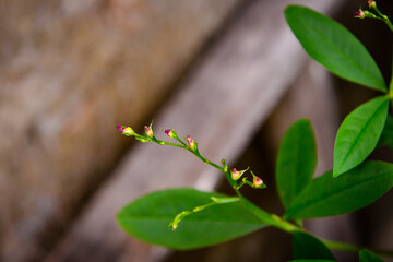 flowers in the garden, natural flowers
