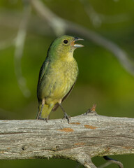 Immature Male Painted Bunting