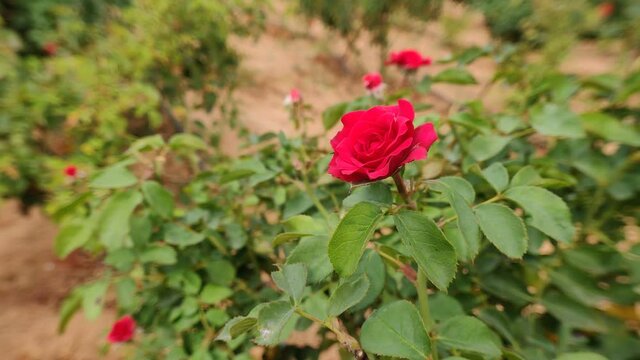 Beautiful red Rose flowers blooming with wind with green and mud background