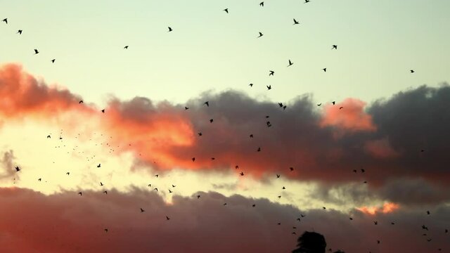 Slow Motion Flock Of Birds Flying In Sky During Sunset - Kauai, Hawaii