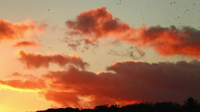 Slow Motion Fleet Of Birds Flying In Dramatic Sky Over Trees - Kauai, Hawaii