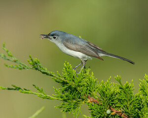 Blue Gray Gnatcatcher