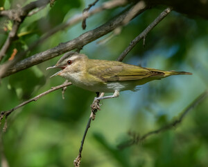 Red-eyed Vireo